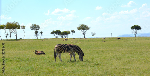 Grazing Zebra And Impalas © Goitsemodimo