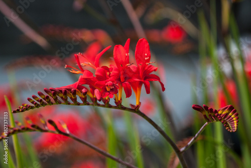 Crocosmia Lucifer