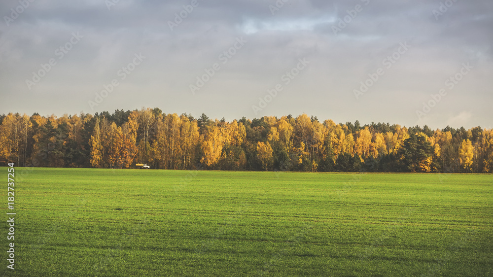 Green grass against the background of the autumn forest.
