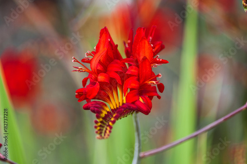 Crocosmia Lucifer