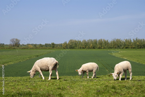 Grazing sheep on a dike