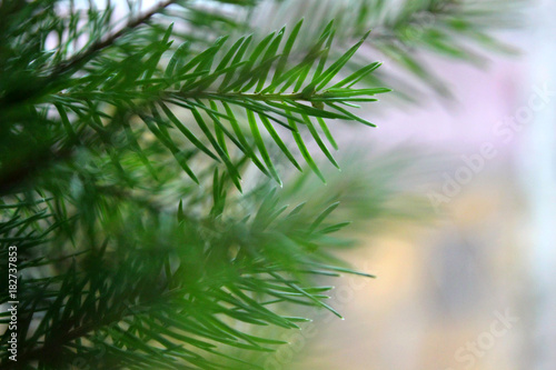 Evergreen tree branches closeup.Christmas tree frame