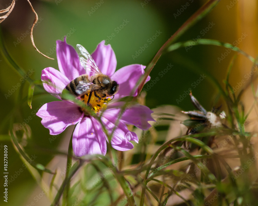 Cosmos and a Bee Cosmos and a Bee