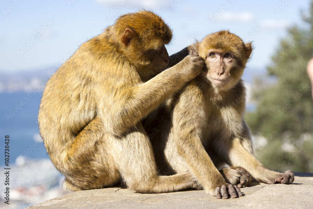 Naklejka premium Macaque Monkeys at the Rock of Gibraltar