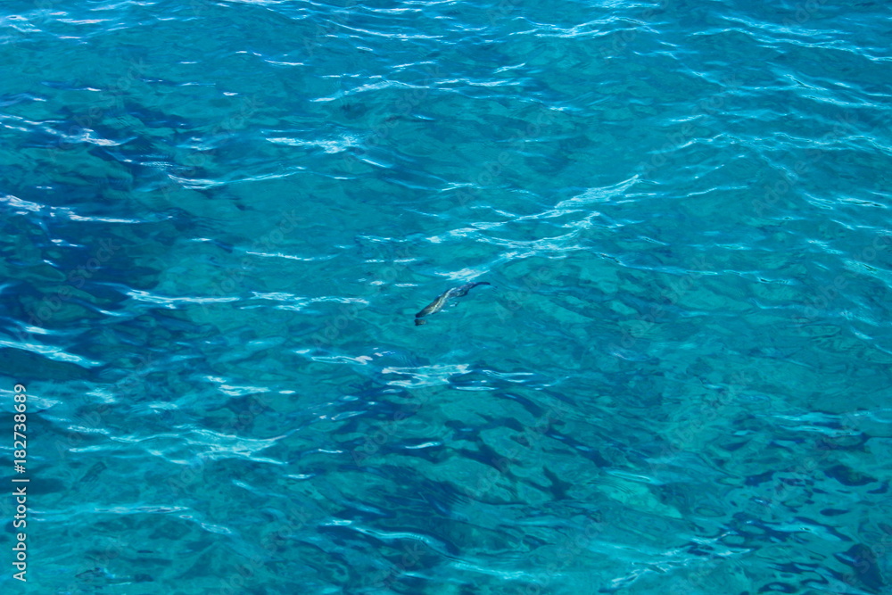 Fototapeta premium The background surface of sea water is blue with waves and floating fish in a soft focus.
