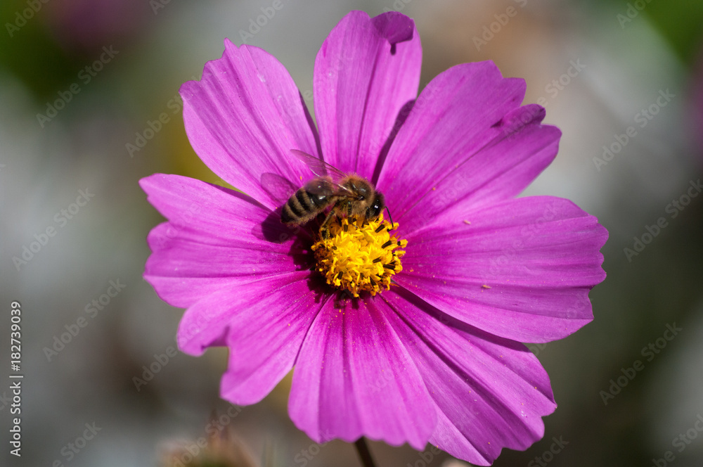 Cosmos and a Bee Cosmos and a Bee