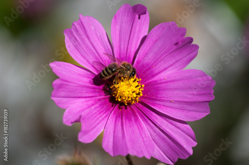 Cosmos and a Bee