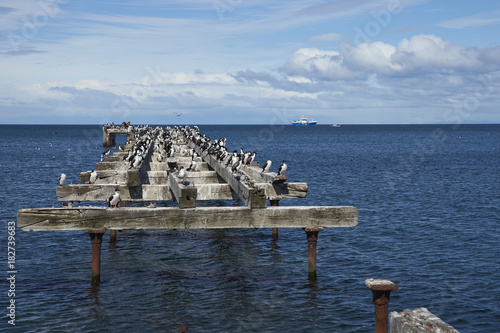 Historic waterfront of Punta Arenas running along the Magellan Strait in Patagonia, Chile. Imperial Cormorants on an derelict pier. photo