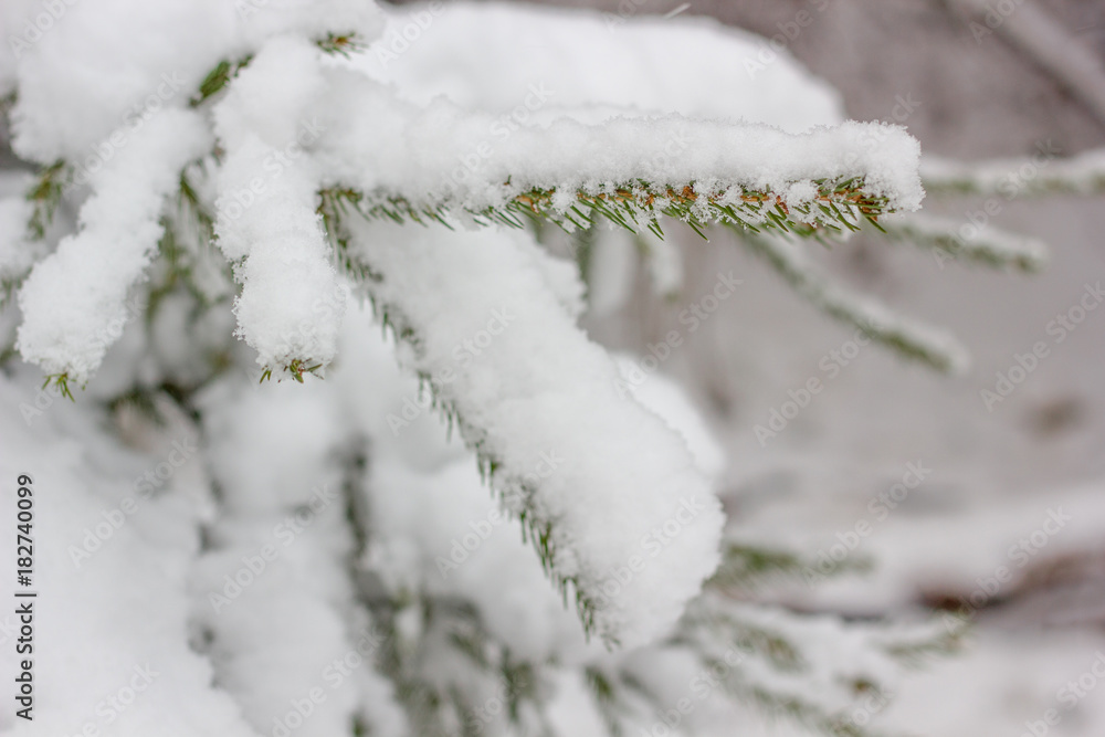 Branch of pine tree covered by snow.
