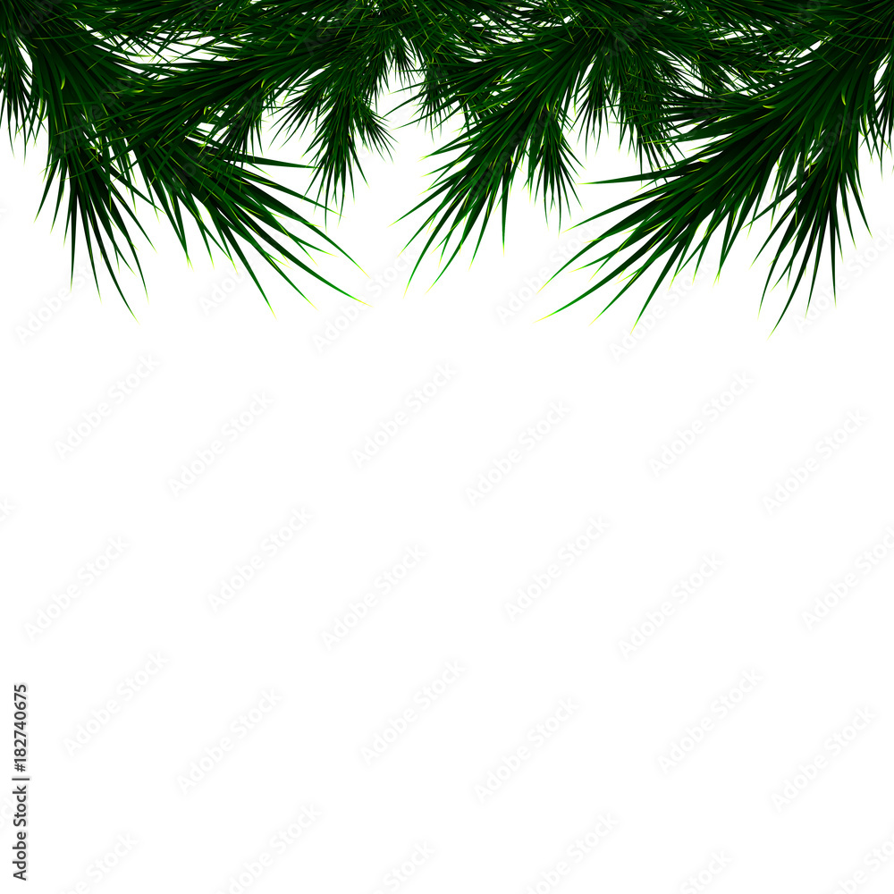 branches of a Christmas tree on a white background