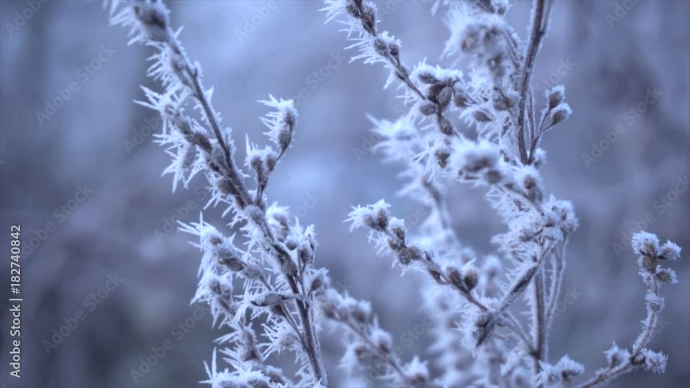 frost on dry plants frost on dry plants