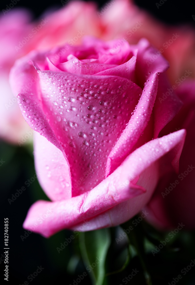 Roses close up. Beautiful roses on dark background Roses close up. Beautiful roses on dark background
