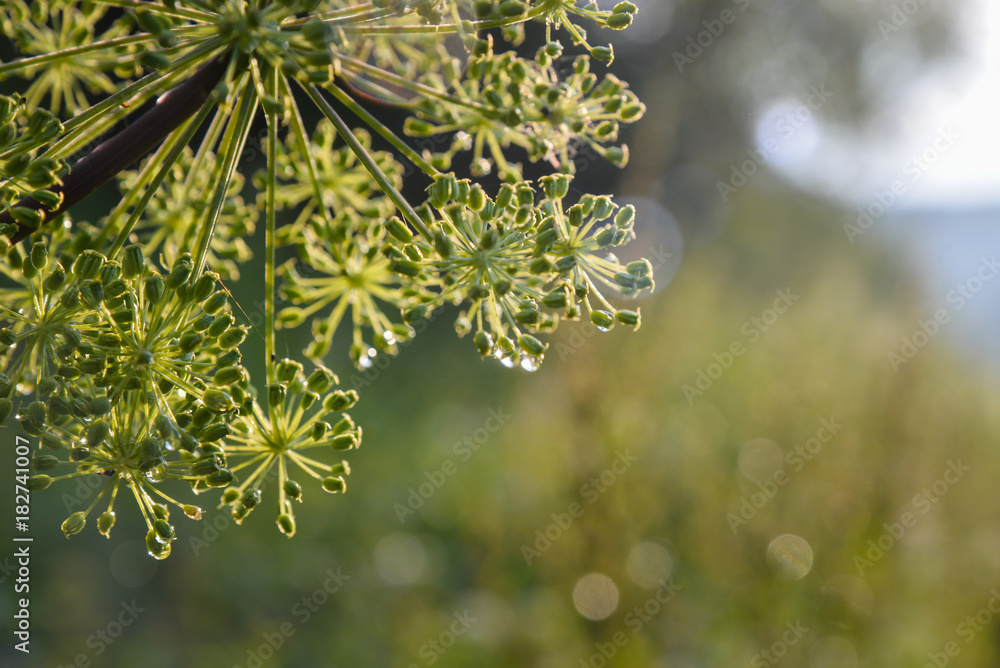 Closeup of an umbel of garden angelica flower with drops of water - obrazy, fototapety, plakaty 
