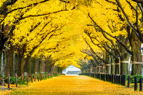 Canvas Print Row of yellow ginkgo tree in autumn. Autumn park in Tokyo, Japan.