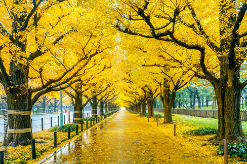 Row of yellow ginkgo tree in autumn. Autumn park in Tokyo, Japan.