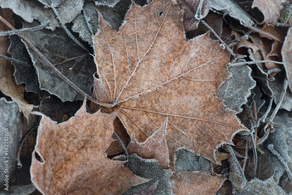 fall leaves with hoarfrost fall leaves with hoarfrost