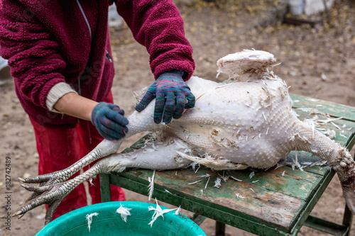 The process of removing feathers from a dead turkey. Slaughter and plucking a turkey.