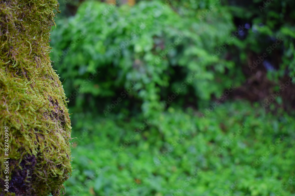 Nature Nature