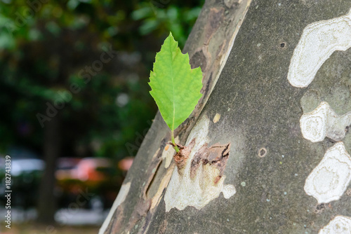 Wallpaper Mural Young green leaf grew on the trunk of the plane tree Torontodigital.ca