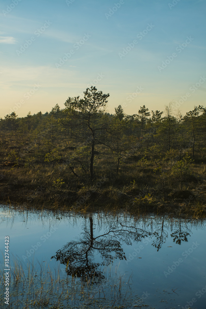 Pine tree with reflection in a swamp