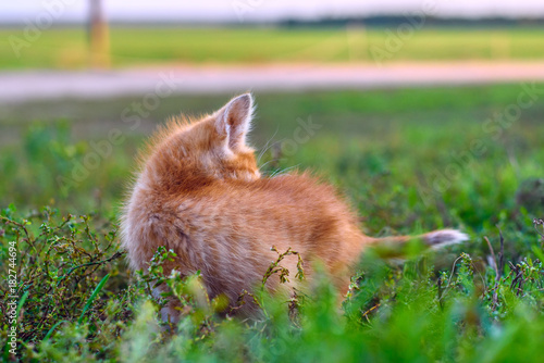 ginger kitten in the grass © shymar27