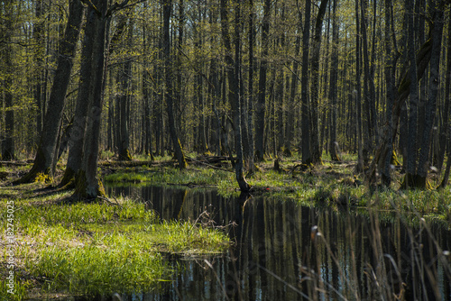 Wet black alder forest in spring