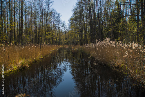 Early spring, small river, black alder forest