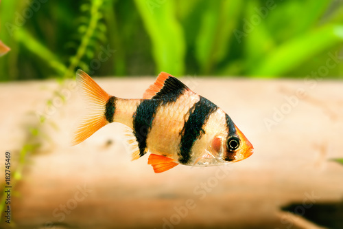 Aquarium fish