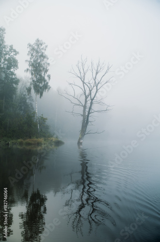 Dead tree with reflection, heavy fog