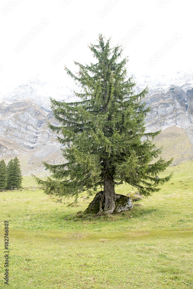 Fototapeta premium Beautiful view of valley mountain Saentis, Switzerland