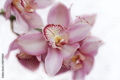 Close-up of pink Orchid flower Cymbidium isolated on white background.