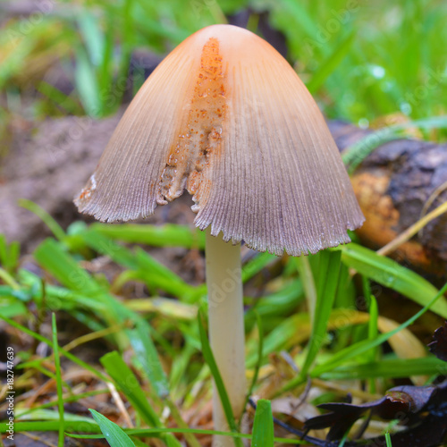 Coprinellus bisporiger mushroom photo