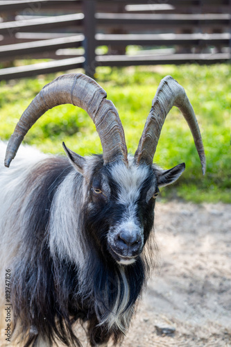 Goat with big beautiful horns