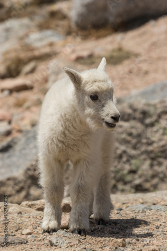 Cute Mountain Goat Kid