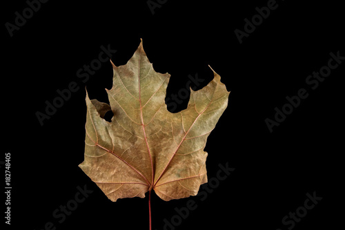 dry maple leaf isolated on a black background
