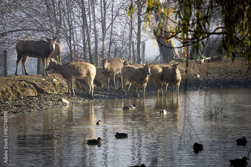 Fototapeta Naklejka Na Ścianę i Meble -  Milu deer gathered around a pond with ducks