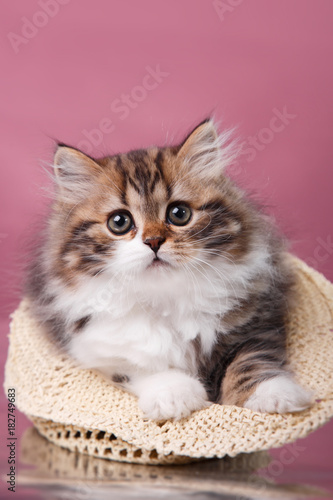 Kitten Scottish breed