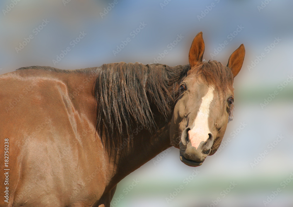 Obraz premium curious horse