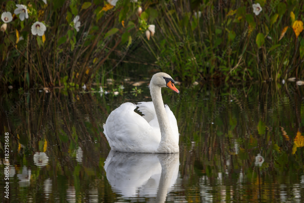 Swan relaxing at the pond Swan relaxing at the pond