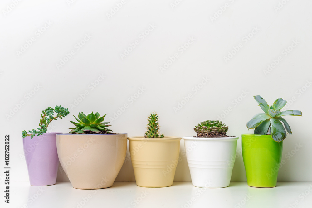 Small succulent plants in pots in home interior