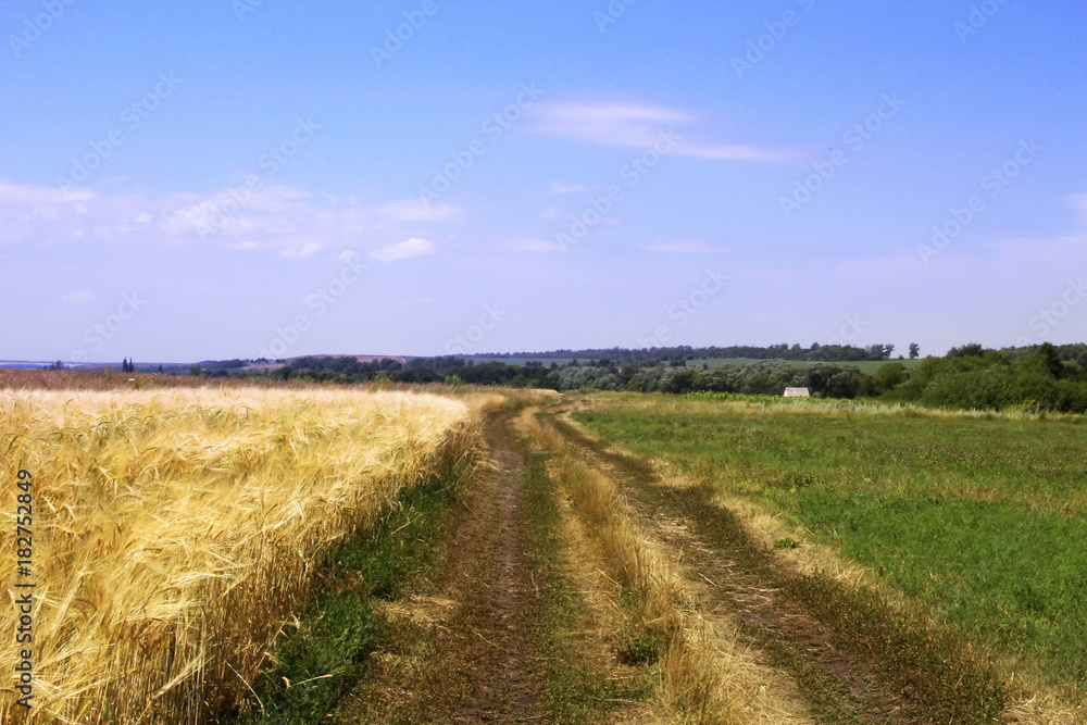 a dirt road between the wheat field and green grass