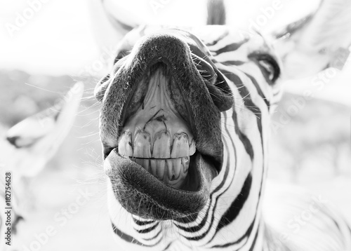 Funny zebra closeup shows face for portrait in black and white while showing teeth.  Hilarious exotic animal.