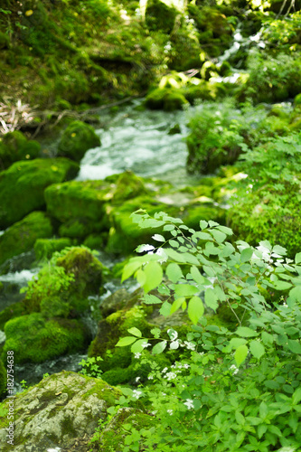 Small mountain waterfall on the rocks covered with moss deep in the forest. Calming nature background.Soft focus
