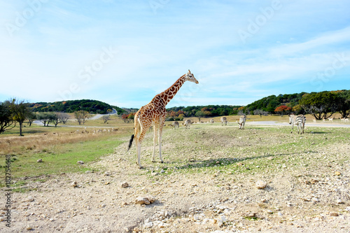 Photography Tall giraffe in animal safari park shows wildlife in scenic landscape