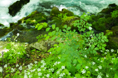 Small mountain waterfall on the rocks covered with moss deep in the forest. Calming nature background.Soft focus photo
