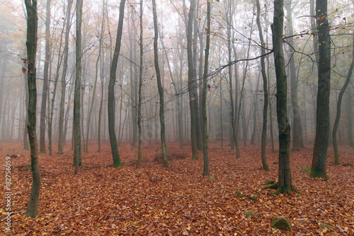 Foggy autumn beech forest