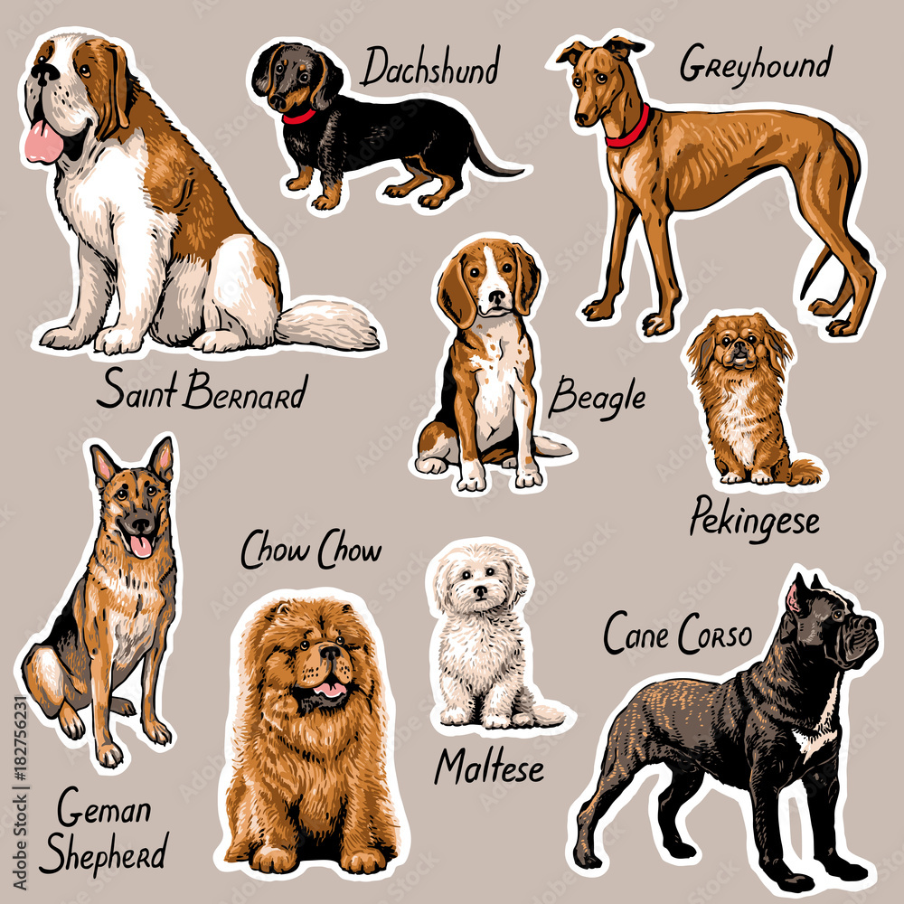Fototapeta premium Set of dogs. Vector illustration.