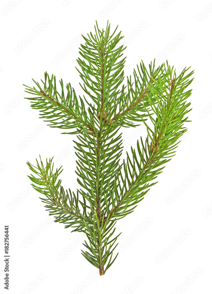 Fir branch isolated on white background, Christmas tree