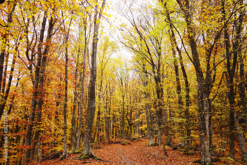 Autumn forest  path in the forest