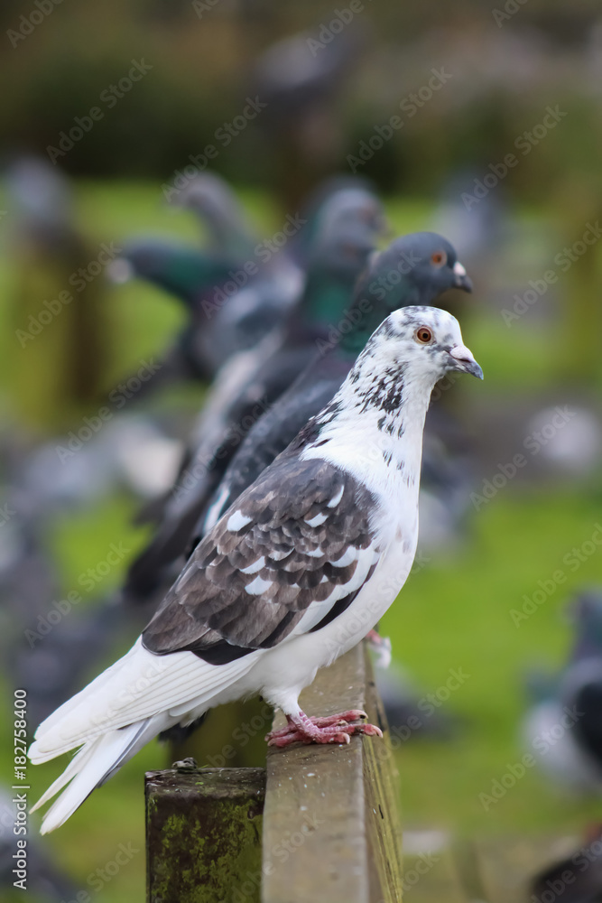 pigeon 8